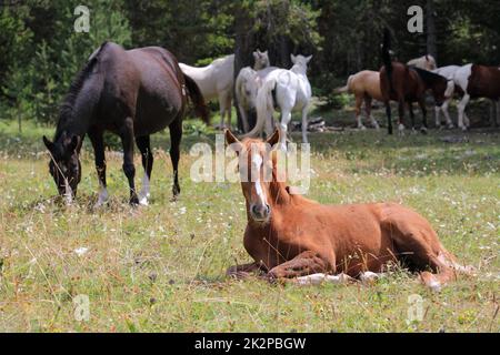 sweet little brown foal lying on green gras Stock Photo