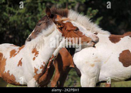 Two skewbald foals are playing together and are grooming together, social interaction between cute young horses Stock Photo