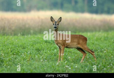 Surprised roe deer, capreolus capreolus, fawn looking into camera from front view on meadow Stock Photo