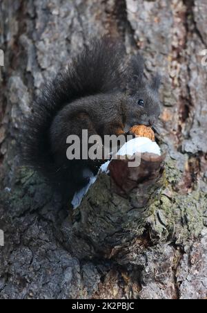 Squirrel - Sciurus vulgaris - on a tree eating a nut Stock Photo