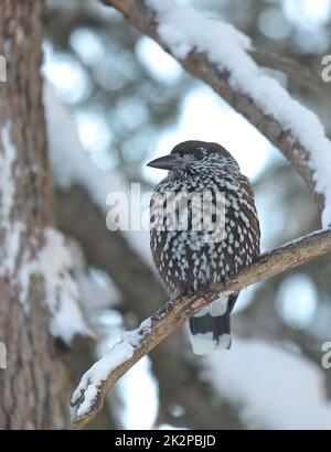 Spotted nutcracker, nucifraga caryocatactes, looking on snowy trunk in winter Stock Photo