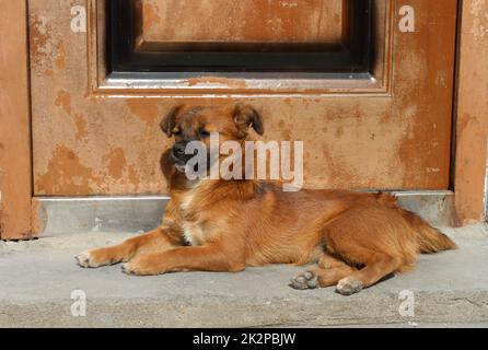 Small Dog Waiting On Step In Front Of Open Doorway Poland Stock Photo 