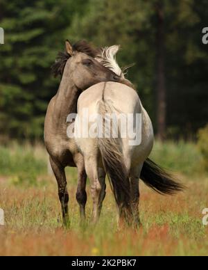 A portrait of two wild horses - Equus ferus - in Marielyst reservation, Denmark Stock Photo