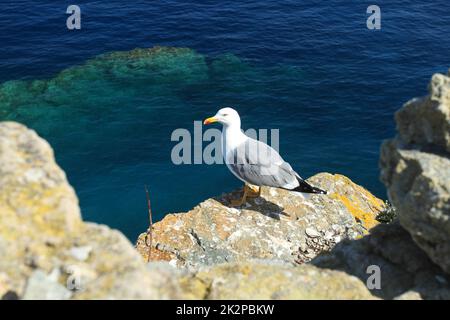 In the bright sun light, a seagull standing on rocks in front of beautiful turquoise blue sea Stock Photo