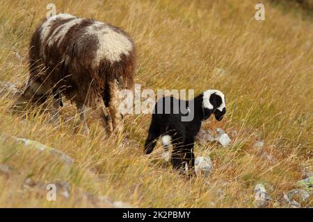 Female sheep with newborn lamb in the meadow Stock Photo