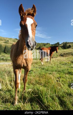 bown foal standing with white mother horse in the mountains Stock Photo