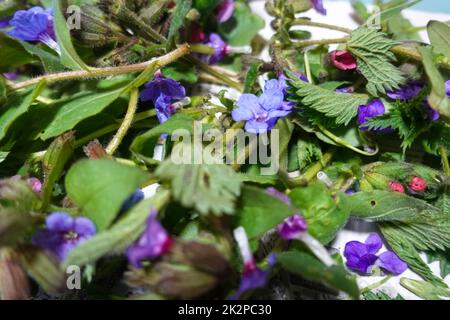 many different herbst collected in the spring in the forest Stock Photo