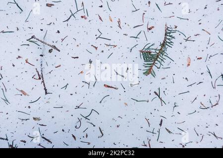 needles from a pinetree on the snow surface Stock Photo