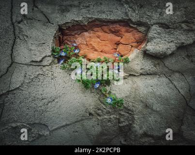 Green blooming plant growing out of a weathered concrete wall. Power of the nature concept, finding a way to grow from beton Stock Photo