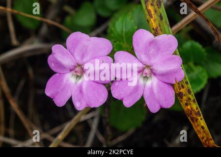 Impatiens violiflora in nature, pink purple flowers Single or in pairs Is a herbaceous plant with a height of up to 50 centimeters Stock Photo