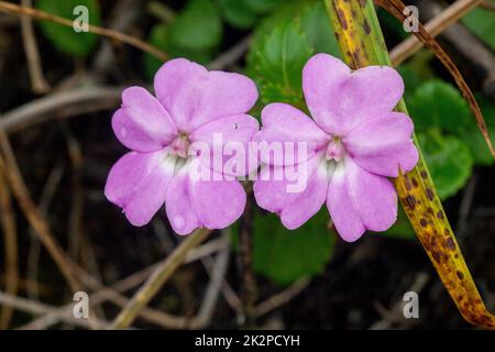 Impatiens violiflora in nature, pink purple flowers Single or in pairs Is a herbaceous plant with a height of up to 50 centimeters Stock Photo