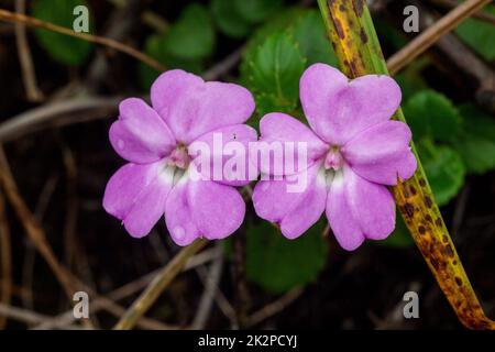 Impatiens violiflora in nature, pink purple flowers Single or in pairs Is a herbaceous plant with a height of up to 50 centimeters Stock Photo