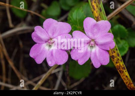 Impatiens violiflora in nature, pink purple flowers Single or in pairs Is a herbaceous plant with a height of up to 50 centimeters Stock Photo