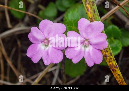 Impatiens violiflora in nature, pink purple flowers Single or in pairs Is a herbaceous plant with a height of up to 50 centimeters Stock Photo