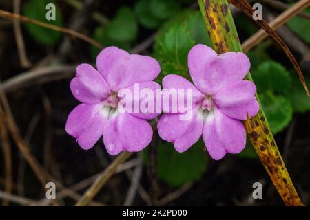 Impatiens violiflora in nature, pink purple flowers Single or in pairs Is a herbaceous plant with a height of up to 50 centimeters Stock Photo