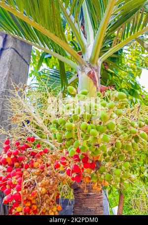 Betel nut palm tree with red fruits Koh Samui Thailand. Stock Photo