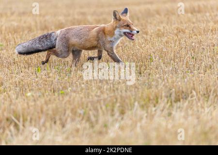 Red fox is running on a yellow stubble. Stock Photo