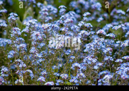 forget-me-not flowers in the garden Stock Photo