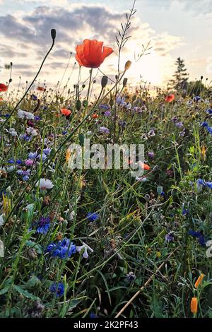 flower meadow Stock Photo