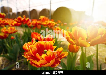Colorful tulips grow and bloom in fields on spring time at sunset Stock Photo