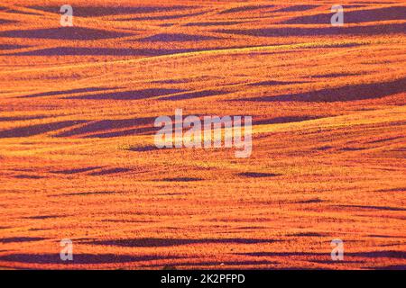 Horizontal background with copy space. Texture closeup - red Stock Photo