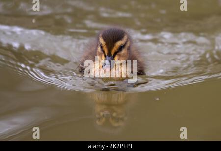 Mallard duckling swimming in natural environment on a lake Stock Photo
