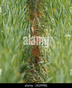 European hare - Lepus europaeus - hiding in a grain field Stock Photo