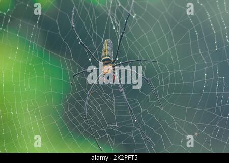 Golden Orb-weaver Spider Knit large fibers along the vertical line between the trees. Female is 40-50 mm in size. Stock Photo