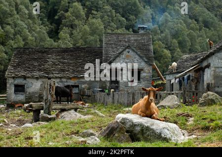 Goat with alpine abandoned stone house in Background in Val Grande, Italy Stock Photo