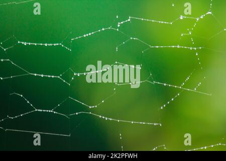 Water on the spider web after rain Stock Photo