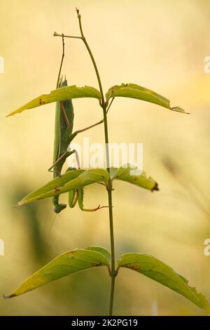 Praying mantis is hanging head down on a flower Stock Photo