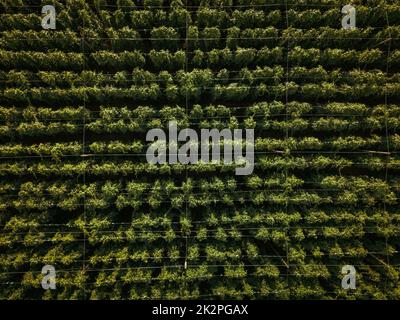 Hops being grown on a field Stock Photo