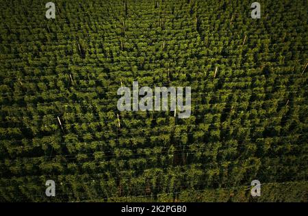 Hops being grown on a field Stock Photo