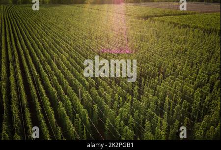 Hops being grown on a field Stock Photo