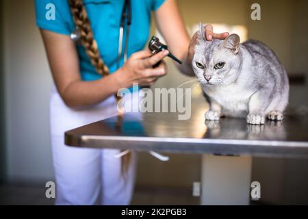 Sick cat being examined by a vet doctor in a veterinarian clinic Stock Photo