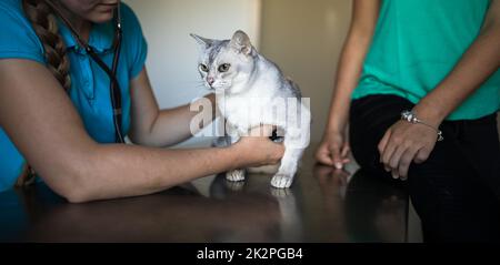 Sick cat being examined by a vet doctor in a veterinarian clinic Stock Photo