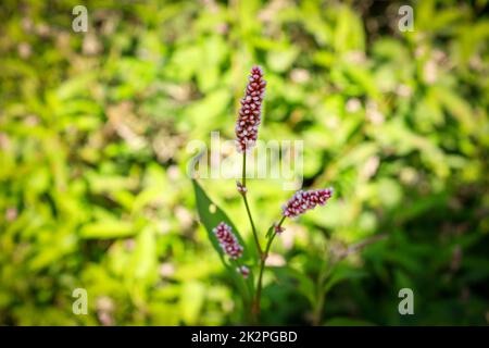 Flower of lady’s thumb or Persicaria maculosa plant, buckwheat family. Close-up macro flower. Stock Photo