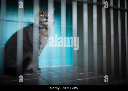 Sick cat waiting for treatment in cage of veterinarian clinic Stock Photo