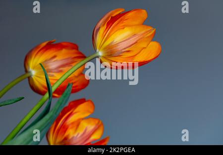 Beautiful Tulip Flowers Stock Photo