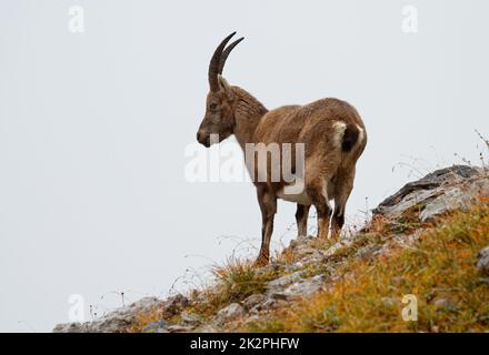 All the elegance of Alpine ibex on the ridge of the mountain - Capra ibex Stock Photo