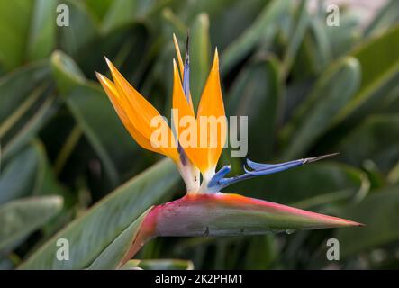 Tropical flower strelitzia or bird of paradise on Madeira Island,  Portugal. Stock Photo