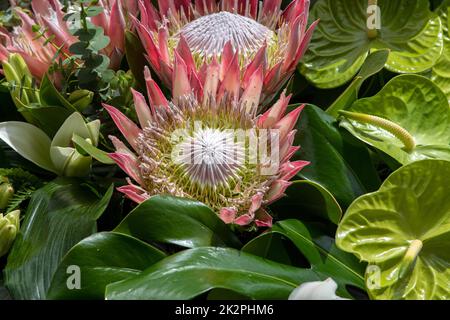 King protea or  protea cynaroides the national flower of South Africa Stock Photo
