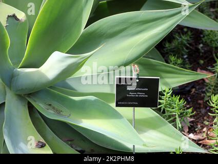Green big leaves of Agave Succulent Plant Stock Photo