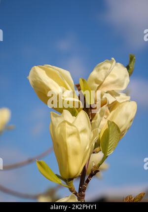 Beautiful yellow orange blooming flowers of magnolia in early summer. Stock Photo