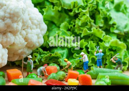 Group of farmers harvesting a vegetables. Stock Photo