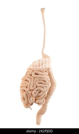 Detailed illustration of Human digestive system Stock Photo