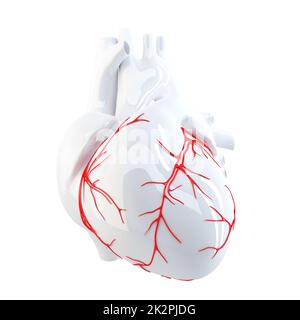 Human Heart. Isolated. Contains clipping path Stock Photo