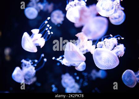 Beautiful white neon glowing jellyfish close up in dark water Stock Photo