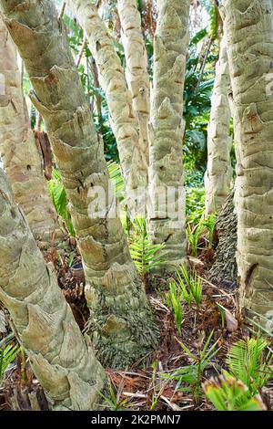 Tropical trunks. Cropped image of tree trunks in a tropical forest. Stock Photo