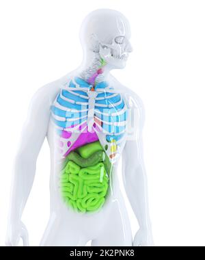 3d illustration of the human anatomy. Isolated. Contains clipping path Stock Photo